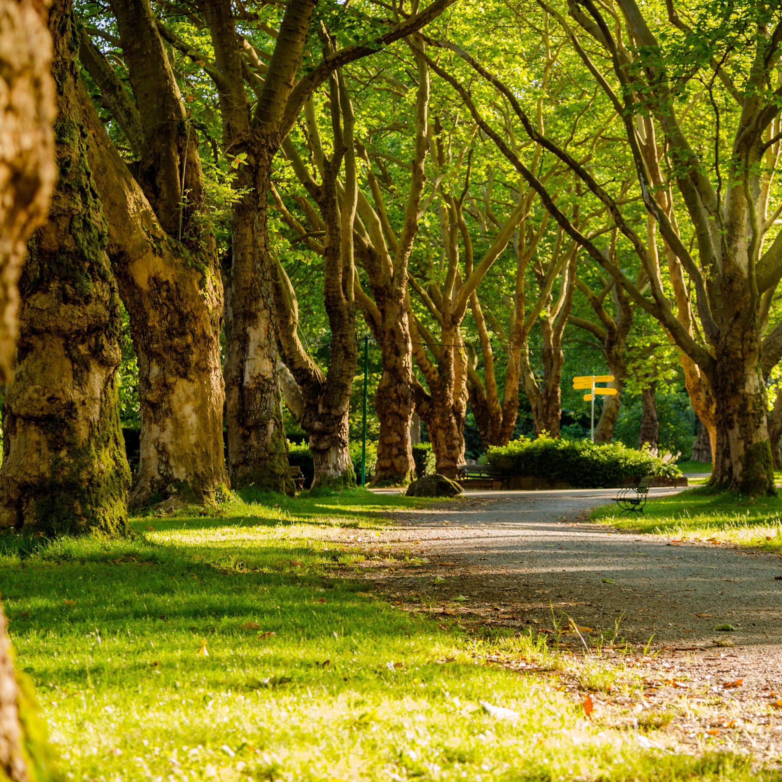 image of phoenix park